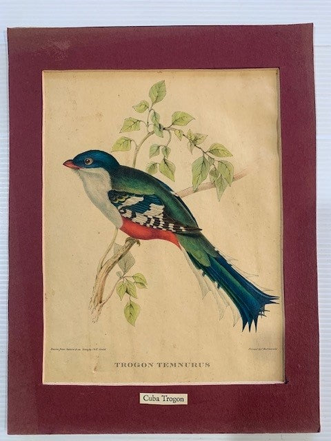 J.& E. GOULD LITHOGRAPH , CUBA TROGON CIRCA 1830 DRAWN FROM "NATURE AND ON STONE"