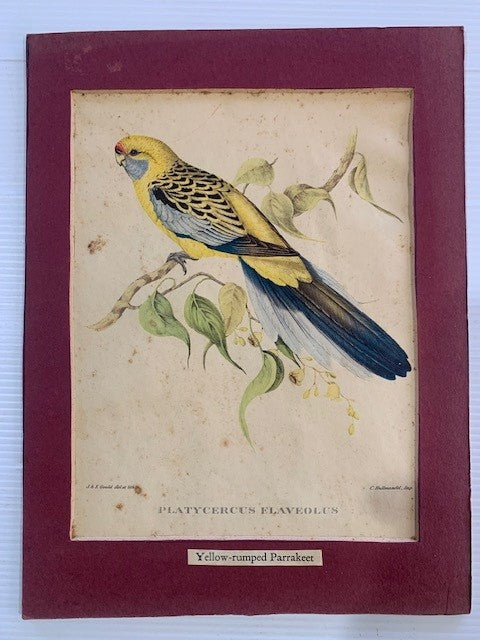 J. & E. GOULD del et lith. YELLOW-RUMPED PARRAKEET LITHOGRAPH CIRCA 1830