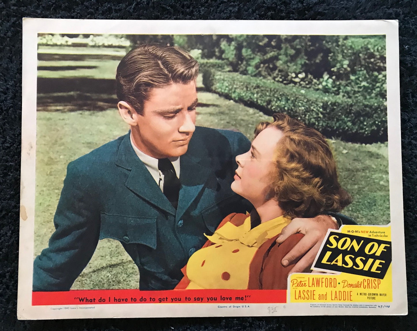 ORIGINAL LOBBY CARD - SON OF LASSIE - 1945 - key card -  Peter Lawford, Donald Crisp, June Lockhart, Nigel Bruce