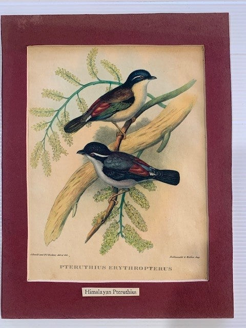J. GOULD AND H.C. RICHTER, DEL ET LITH. HIMALAYAN PTERUTHIUS LITHOGRAPH CIRCA 1830