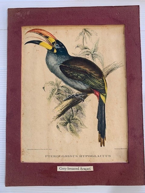 J. & E GOULD LITHOGRAPH DRAWN FROM "NATURE AND ON STONE" GREY-BREASTED ARACARI CIRCA 1830