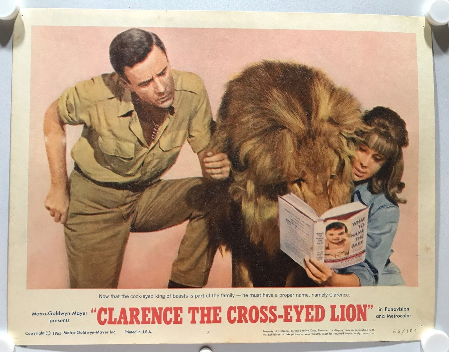 ORIGINAL LOBBY CARDS - CLARENCE THE CROSS-EYED LION - 1965 - set of 8