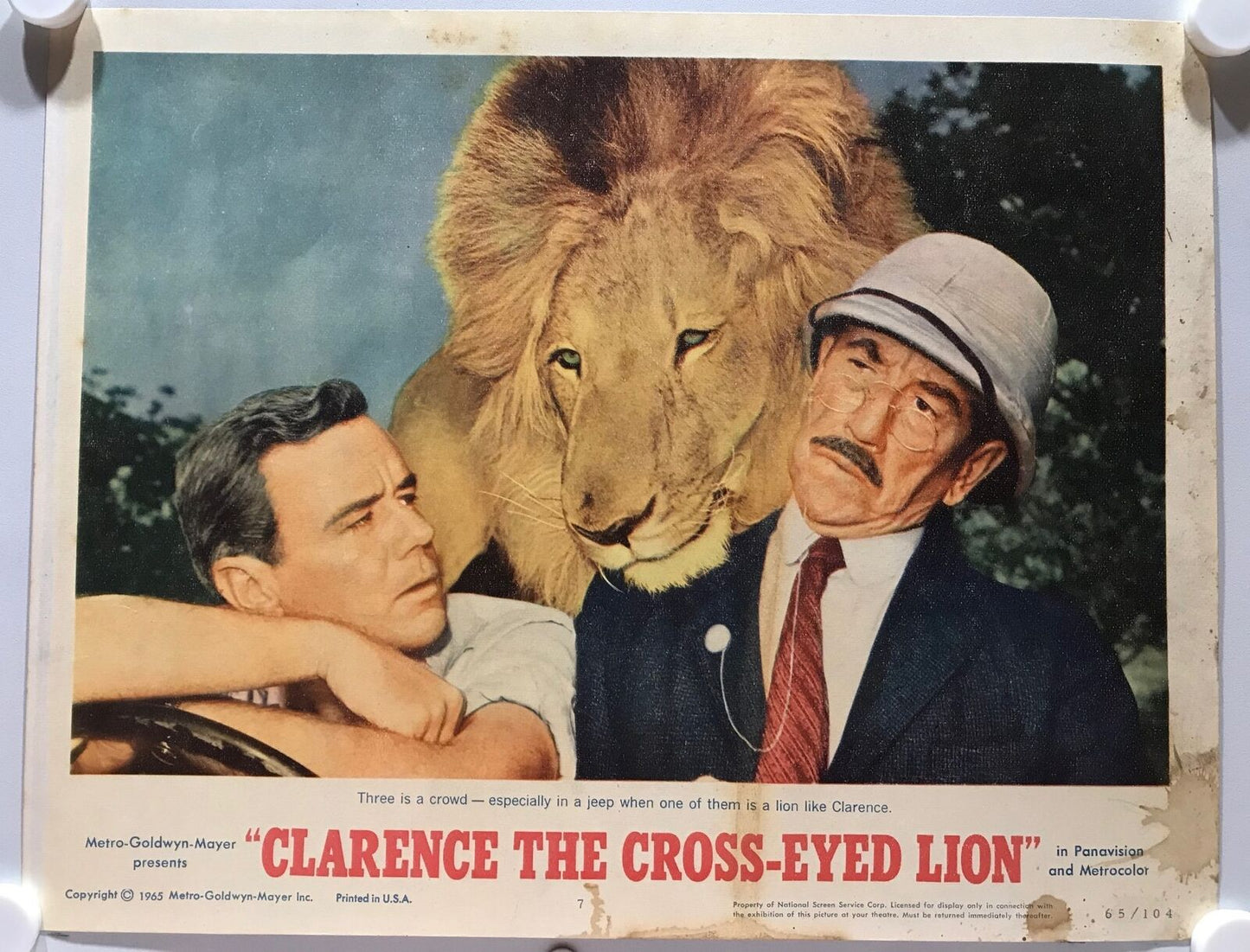 ORIGINAL LOBBY CARDS - CLARENCE THE CROSS-EYED LION - 1965 - set of 8