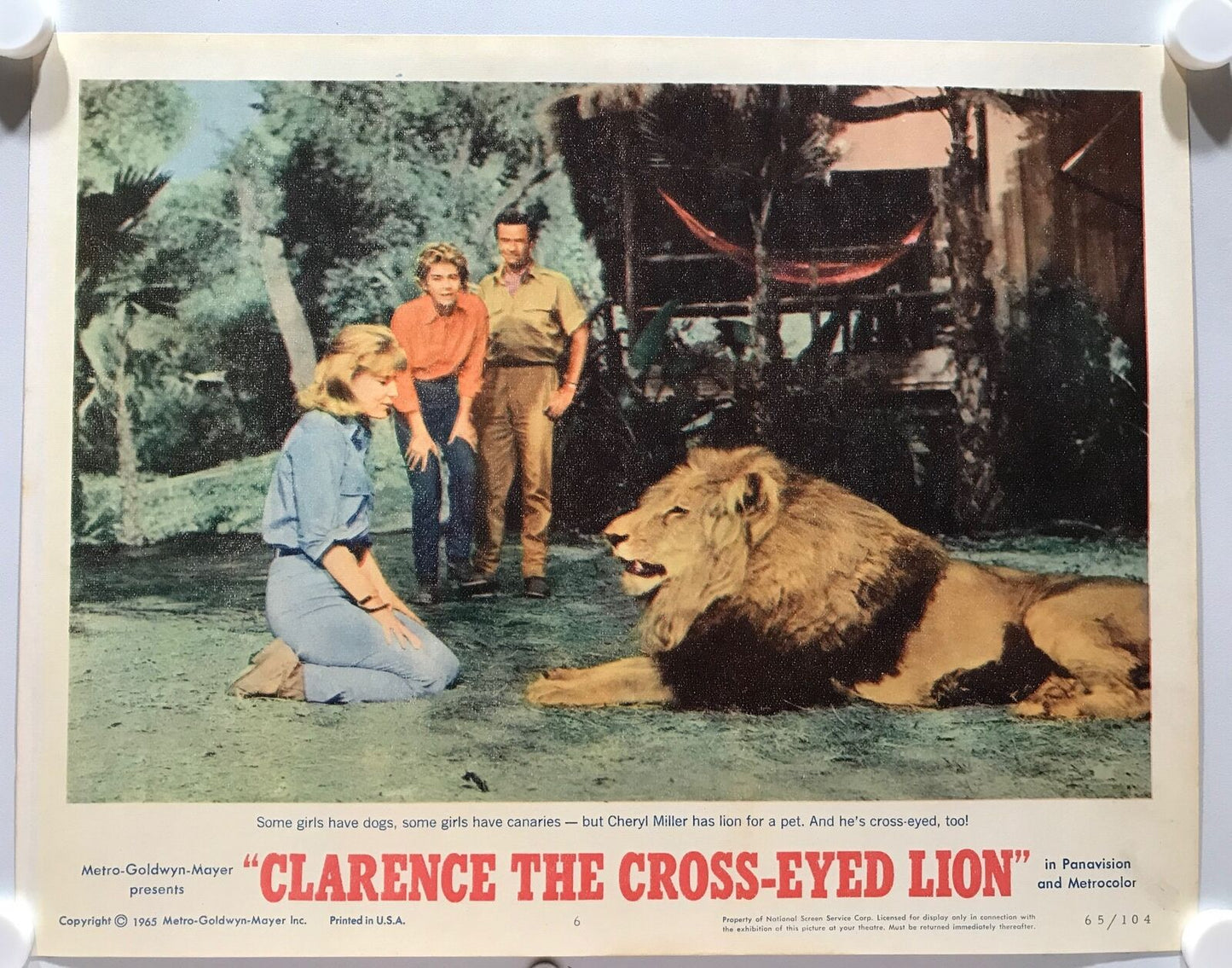 ORIGINAL LOBBY CARDS - CLARENCE THE CROSS-EYED LION - 1965 - set of 8