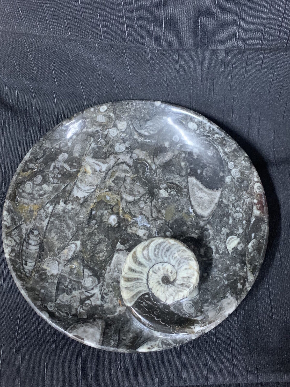 ANCIENT FOSSIL CUT INTO A BOWL - 66,000,000 YEARS+