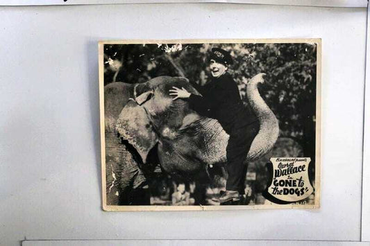 ORIGINAL LOBBY CARD - GONE TO THE DOGS (b) - 1939 - title card - Australia