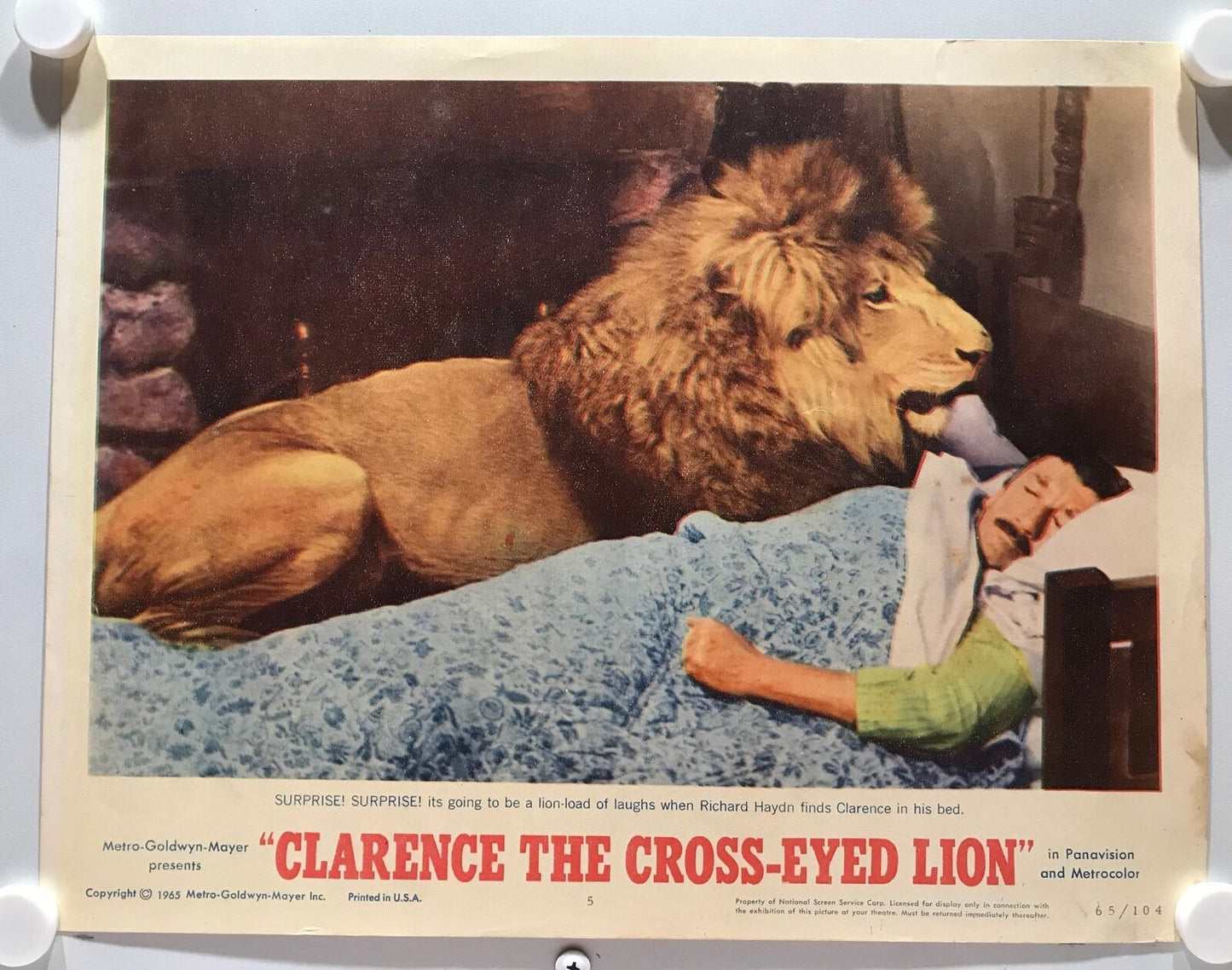 ORIGINAL LOBBY CARDS - CLARENCE THE CROSS-EYED LION - 1965 - set of 8