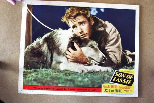 ORIGINAL LOBBY CARD - SON OF LASSIE - 1945 - key #8 card