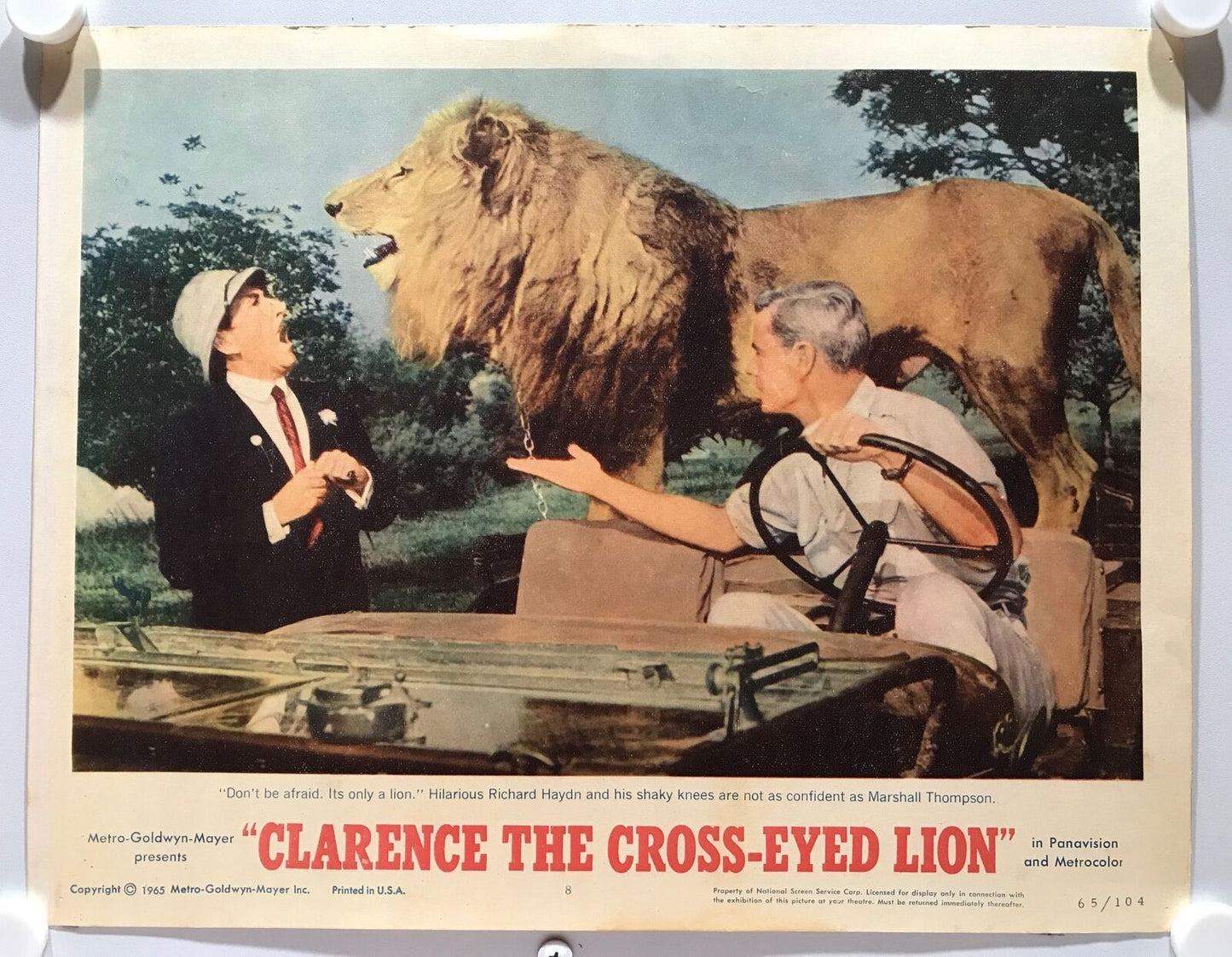 ORIGINAL LOBBY CARDS - CLARENCE THE CROSS-EYED LION - 1965 - set of 8