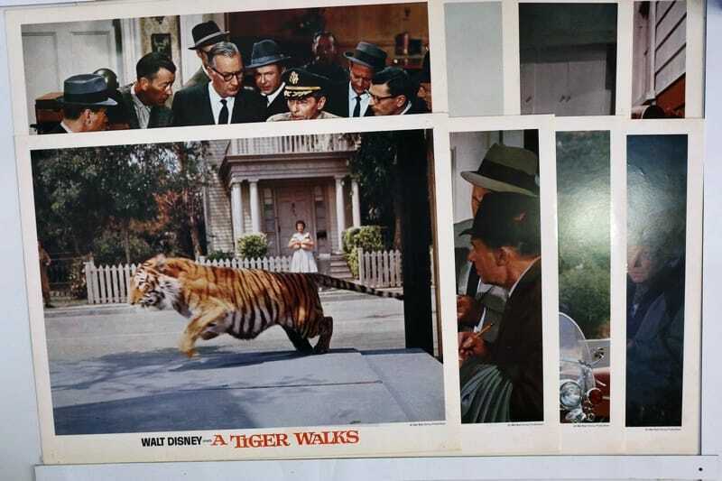 ORIGINAL LOBBY CARDS - A TIGER WALKS - 1964 - Walt Disney - set of 8